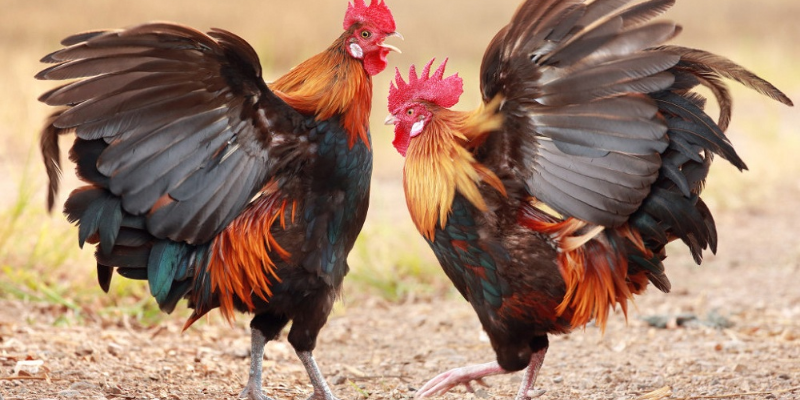 Kinh nghiệm nuôi gà đá tốt hay nhất 5 Kinh nghiệm nuôi gà đá tốt cực hay