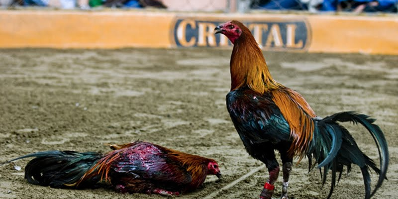 Luật chơi đá gà cựa sắt - bí quyết thắng cược Jun88 5 Kinh nghiệm chơi đá gà cựa sắt